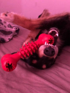 Podopieczny Fundacji Psy Ulicy