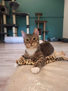 Podopieczny Fundacji Psy Ulicy